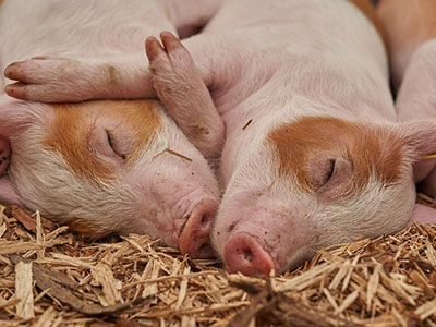 Kosmetyki cruelty free