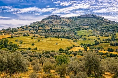 Olejek bergamotowy w podstawowej aromaapteczce