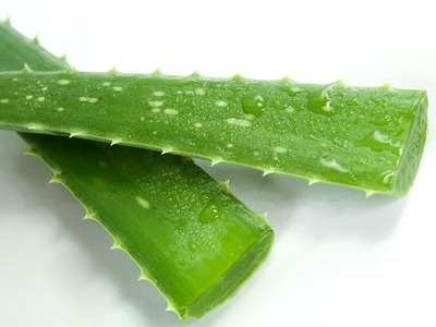 Aloes - czemu ma tak duże znaczenie w kosmetyce?